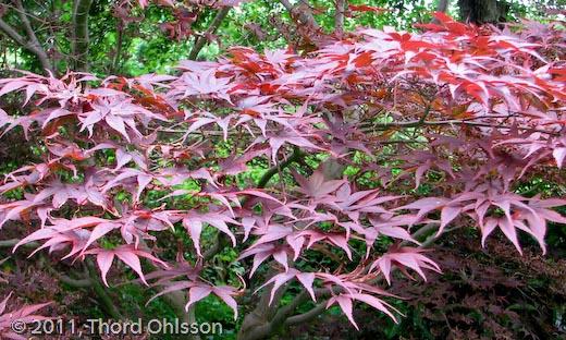 Acer palmatum 'Bloddgood',